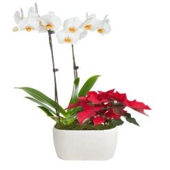 Classic Christmas Garden -RootedLife Shop 10IN Dot White Orchid with Yellow Lip and Red Poinsettia with Moss Topping