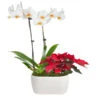 Classic Christmas Garden -RootedLife Shop 10IN Dot White Orchid with Yellow Lip and Red Poinsettia with Moss Topping 600x600 63ccda7e e53b 47d2 9206 e0cfaad3dc69