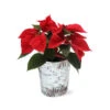 Red Poinsettia In Birch Pot 2 Red Poinsettia In Birch Pot -RootedLife Shop 4IN Birch Pot Red Poinsettia 600x600 95a27aa2 aede 4b31 8808 c70d37ce9a52