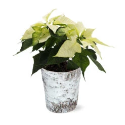 White Poinsettia In Birch Pot 5 White Poinsettia In Birch Pot -RootedLife Shop 4IN Birch Pot White Poinsettia