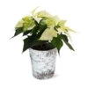 White Poinsettia In Birch Pot 1 White Poinsettia In Birch Pot -RootedLife Shop 4IN Birch Pot White Poinsettia 600x600 47515ef1 b43c 45ca 8128 241a08debdf0