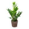 5-Inch ZZ Plant In Decorative Pot 1 5-Inch ZZ Plant In Decorative Pot -RootedLife Shop 5IN Brown Wilson with ZZ 600x600 1