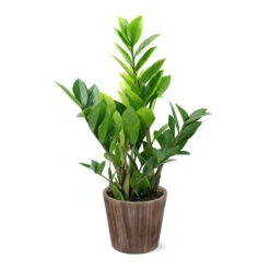 5-Inch ZZ Plant In Decorative Pot -RootedLife Shop 5IN Brown Wilson with ZZ 9c7c1b95 ff7a 4ac9 9a42 2f1b3b35730a