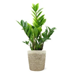 5-Inch ZZ Plant In Decorative Pot -RootedLife Shop 5IN Jute with ZZ