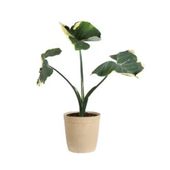 Mickey Mouse Alocasia (Alocasia Xanthosoma Variegata) 18 Mickey Mouse Alocasia (Alocasia Xanthosoma Variegata) -RootedLife Shop ALO MIC3 beigedelilah