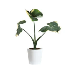 Mickey Mouse Alocasia (Alocasia Xanthosoma Variegata) 19 Mickey Mouse Alocasia (Alocasia Xanthosoma Variegata) -RootedLife Shop ALO MIC3 whitedelilah