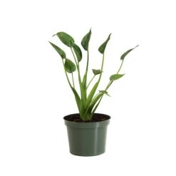 Tiny Dancer Plant -RootedLife Shop ALO TIN.6