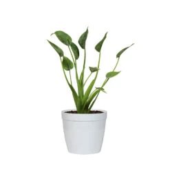 Tiny Dancer Plant -RootedLife Shop ALO TIN.6 whitedelilah