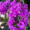 Alexandra Bougainvillea 2 Alexandra Bougainvillea -RootedLife Shop ALexandra BOugainvillea BB 600x600 0aa64ff3 5296 448d bfac 8a30f574230d