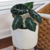 Alocasia Black Velvet -RootedLife Shop ALocasia Black Velvet BB 600x600 dc370293 504d 4faa 91ac d292103c8284