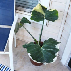 Mickey Mouse Alocasia (Alocasia Xanthosoma Variegata) 14 Mickey Mouse Alocasia (Alocasia Xanthosoma Variegata) -RootedLife Shop ALocasia Mickey Mouse 1