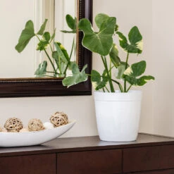 Mickey Mouse Alocasia (Alocasia Xanthosoma Variegata) 13 Mickey Mouse Alocasia (Alocasia Xanthosoma Variegata) -RootedLife Shop ALocasia Mickey Mouse 7 BB