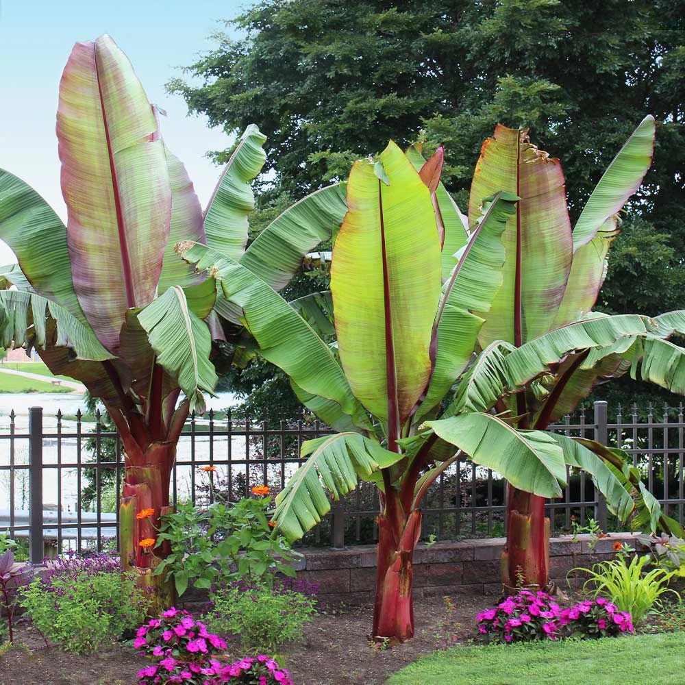 Red Abyssinian Banana Tree 3 Red Abyssinian Banana Tree - Image 2