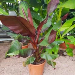 Red Abyssinian Banana Tree 8 Red Abyssinian Banana Tree -RootedLife Shop Abyssinian Banana Ensata 5 BB