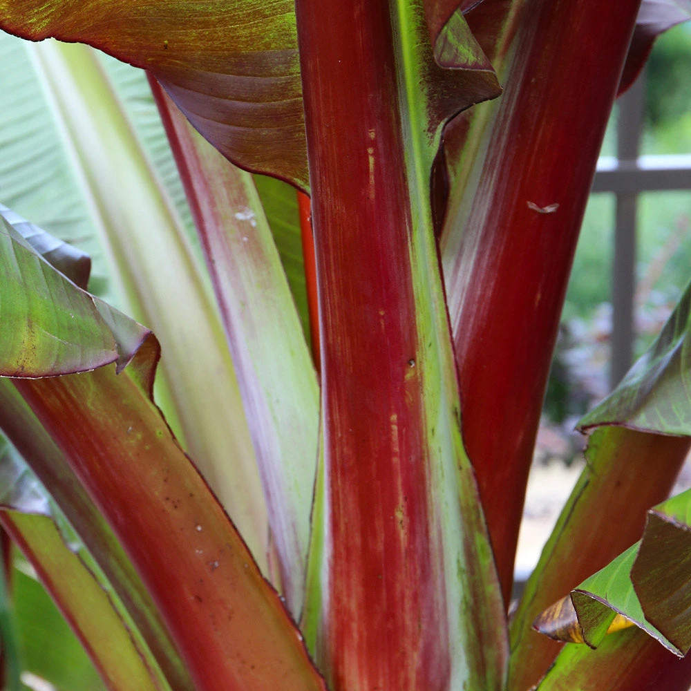 Red Abyssinian Banana Tree 5 Red Abyssinian Banana Tree - Image 4