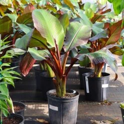 Red Abyssinian Banana Tree 10 Red Abyssinian Banana Tree -RootedLife Shop Abyssinian Banana Ensata 7