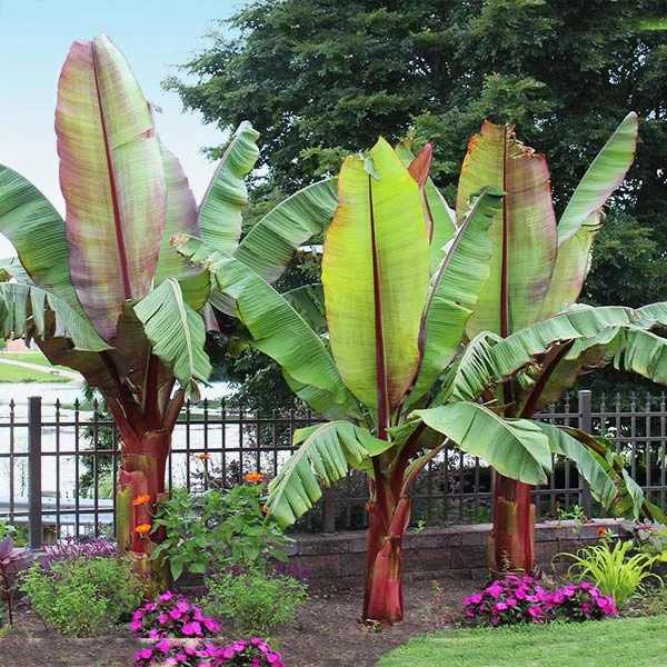 Red Abyssinian Banana Tree 2 Red Abyssinian Banana Tree