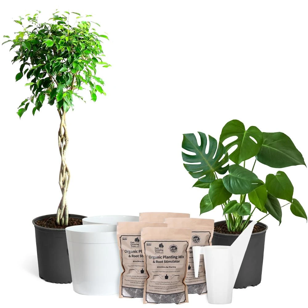 All-in-One House Plant Kit 4 All-in-One House Plant Kit - Image 2
