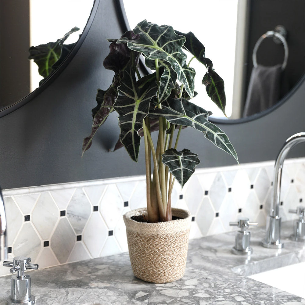 Front Page 27 Front Page -RootedLife Shop Alocasia 2