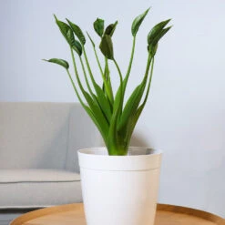 Rare House Plant Kit 13 Rare House Plant Kit -RootedLife Shop Alocasia Tiny Dancer 2 e21b3c6b 0a3f 4e52 9e4e 5aac9051b4c3