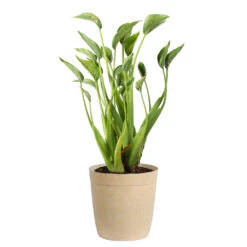 Tiny Dancer Plant -RootedLife Shop Alocasia Tiny Dancer delilah tan