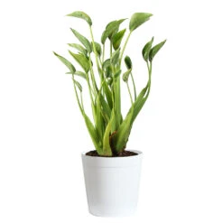 Tiny Dancer Plant -RootedLife Shop Alocasia Tiny Dancer delilah white