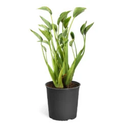 Tiny Dancer Plant -RootedLife Shop Alocasia Tiny Dancer standard