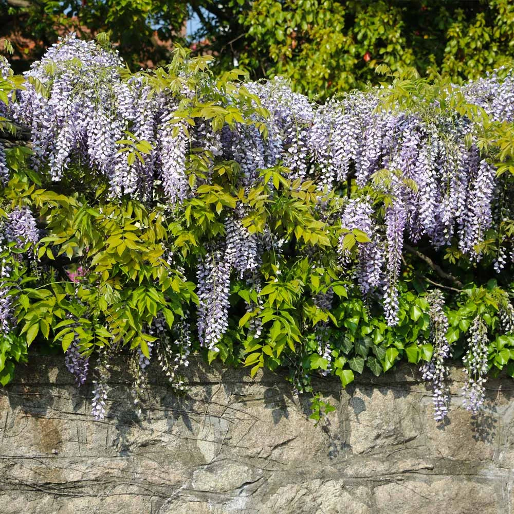 Amethyst Falls Wisteria Vine 4 Amethyst Falls Wisteria Vine - Image 2