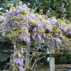 Amethyst Falls Wisteria Vine 11 Amethyst Falls Wisteria Vine -RootedLife Shop Amathyst Falls Wisteria 6 BB