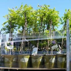 Amethyst Falls Wisteria Vine 13 Amethyst Falls Wisteria Vine -RootedLife Shop Amathyst Falls Wisteria 8 2G