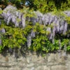 Amethyst Falls Wisteria Vine -RootedLife Shop Amathyst Falls Wisteria BB 600x600 7d77924f 14a4 4320 8776 72323913a7aa