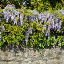 Amethyst Falls Wisteria Vine