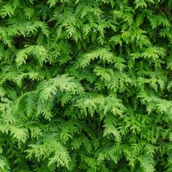 American Arborvitae Tree -RootedLife Shop American Arborvitae