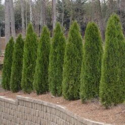 American Arborvitae Tree -RootedLife Shop American Arborvitae 2 BB