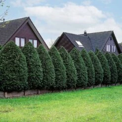 American Arborvitae Tree -RootedLife Shop American Arborvitae 5 BB