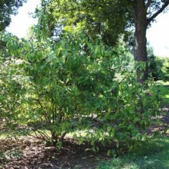 American Beautyberry -RootedLife Shop American Beautyberry2 BB