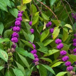 American Beautyberry -RootedLife Shop American Beautyberry 1 FGT