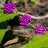 American Beautyberry -RootedLife Shop American Beautyberry BB 600x600 cb08c864 93b5 4335 b787 1ad0d453cba2