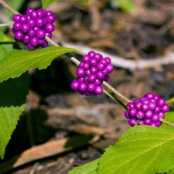 American Beautyberry