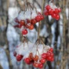 American Cranberry Bush -RootedLife Shop American Cranberry BB 600x600 3797cbe1 2649 4751 a8f9 69d0f6599b48