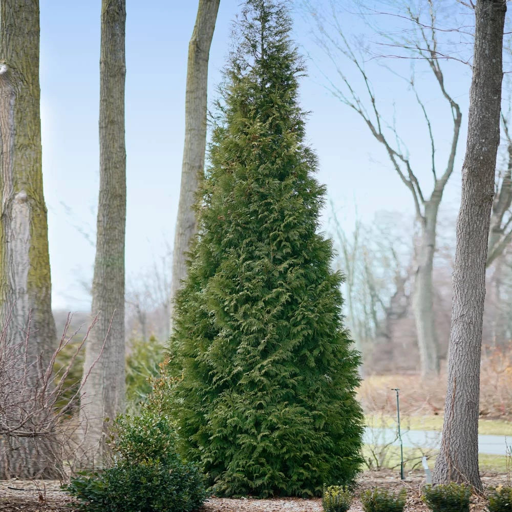 Full Speed A Hedge® American Pillar Arborvitae 6 Full Speed A Hedge® American Pillar Arborvitae - Image 4