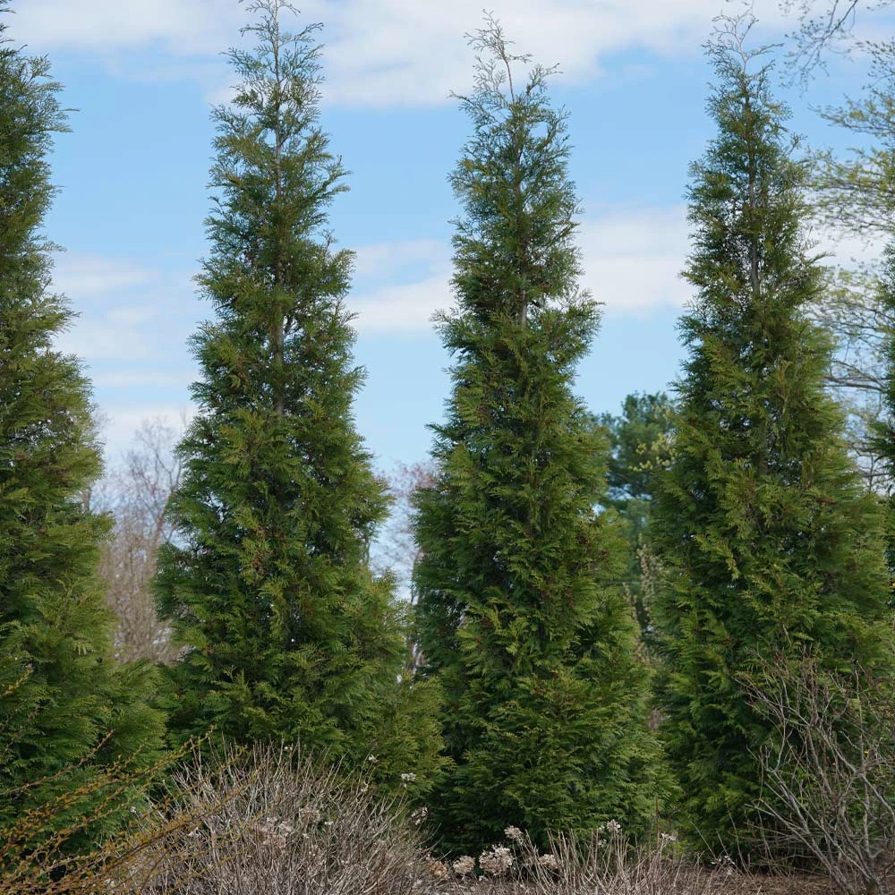 Full Speed A Hedge® American Pillar Arborvitae 4 Full Speed A Hedge® American Pillar Arborvitae - Image 2