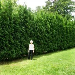 Full Speed A Hedge® American Pillar Arborvitae 9 Full Speed A Hedge® American Pillar Arborvitae -RootedLife Shop American Pillar Arborvitae 4