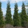 Full Speed A Hedge® American Pillar Arborvitae
