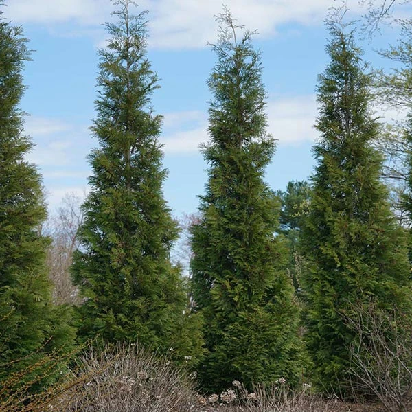 Full Speed A Hedge® American Pillar Arborvitae 3 Full Speed A Hedge® American Pillar Arborvitae