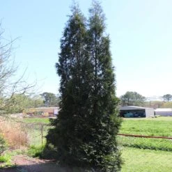 Full Speed A Hedge® American Pillar Arborvitae 11 Full Speed A Hedge® American Pillar Arborvitae -RootedLife Shop American Pillar Arborvitae 6 BB