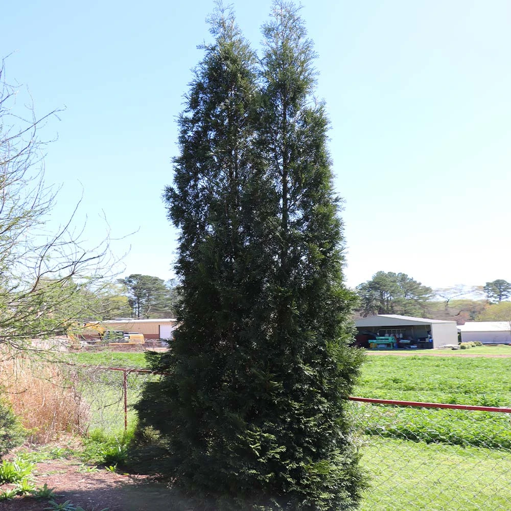 Full Speed A Hedge® American Pillar Arborvitae 7 Full Speed A Hedge® American Pillar Arborvitae - Image 5