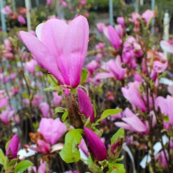 Ann Magnolia Tree -RootedLife Shop Ann Saucer Magnola 6 BB