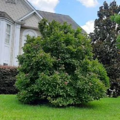 Ann Magnolia Tree -RootedLife Shop Ann Saucer Magnola 7