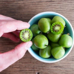 Anna & Meader Kiwi Vine Pollination Pack 10 Anna & Meader Kiwi Vine Pollination Pack -RootedLife Shop Anna kiwi7